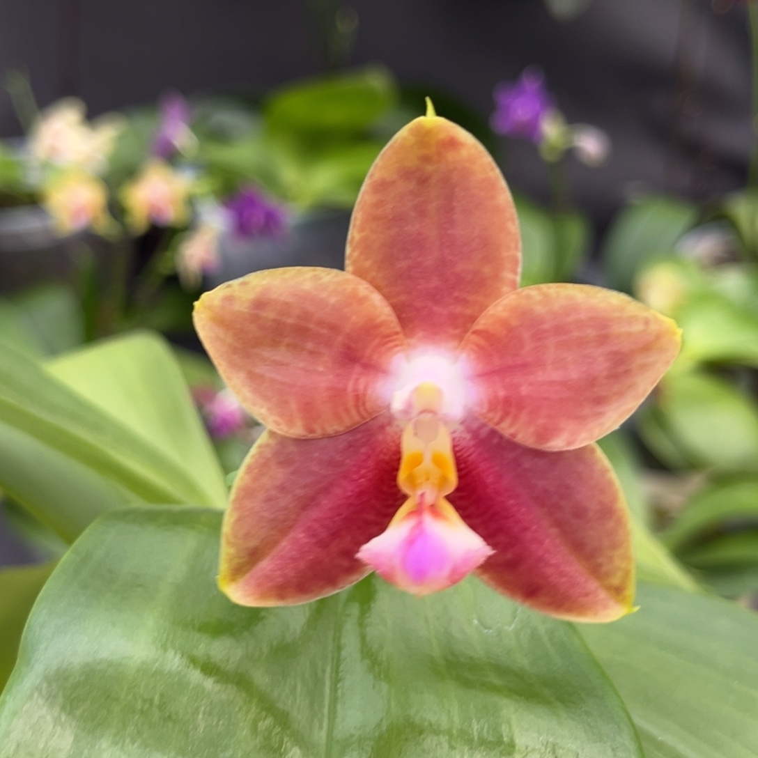 完全开放2.5寸爱人交四季开花株