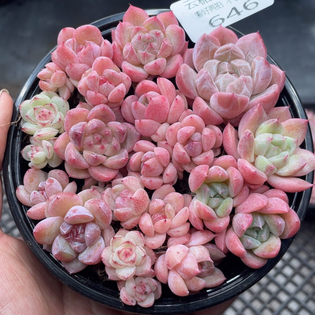 云糖心多肉植物646