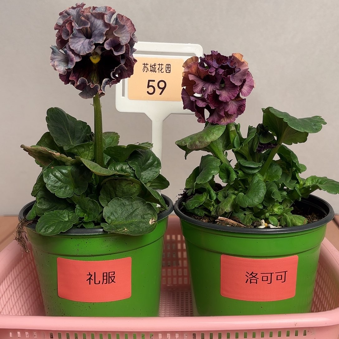 大部分开放少量花苞59
