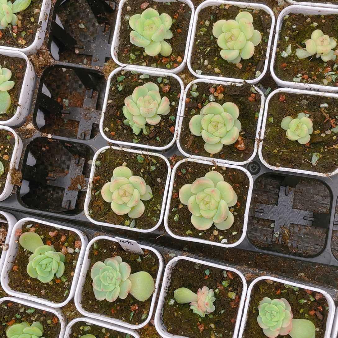 达**。童话中苗一个满25包邮