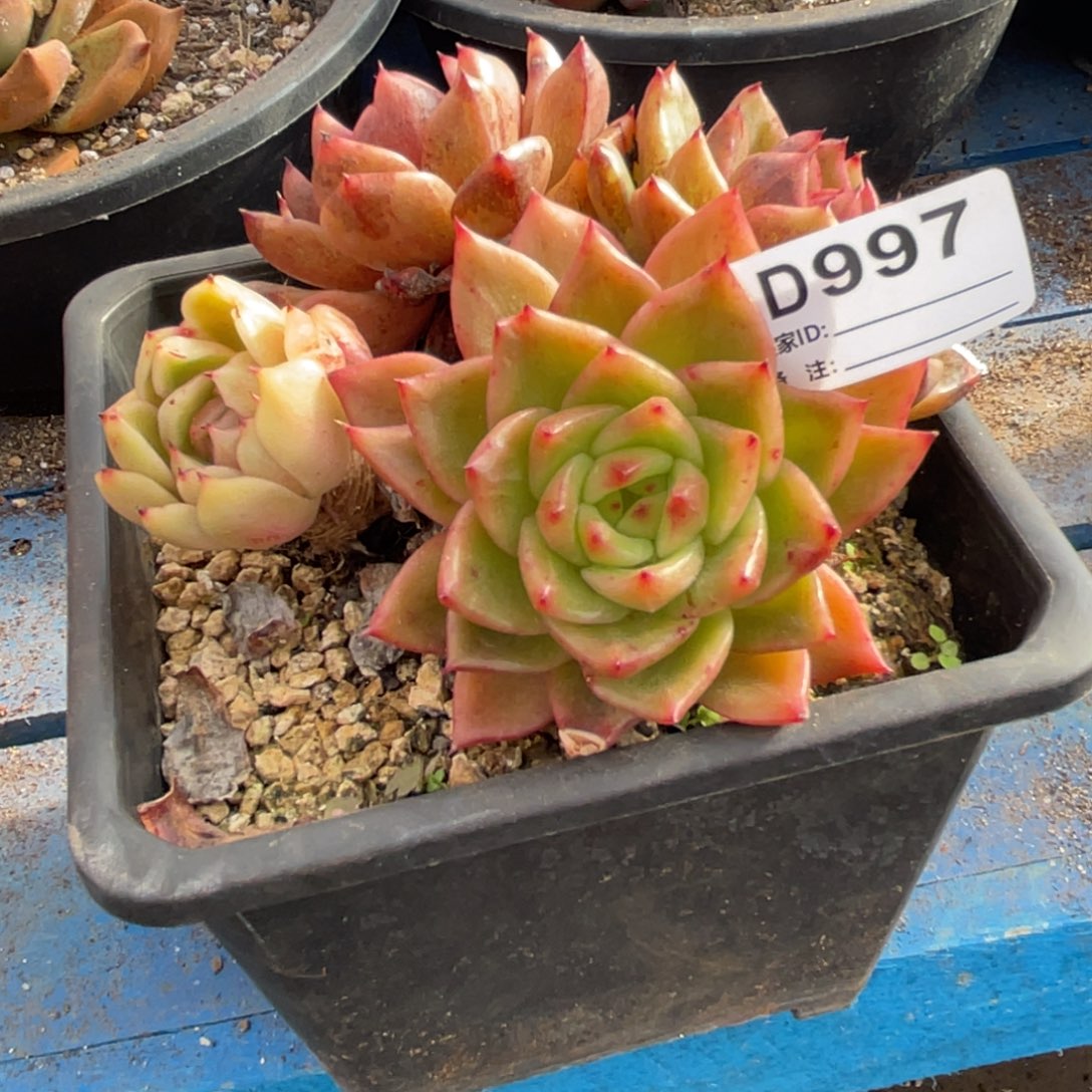 方***3无花朵若如东云单拍D997