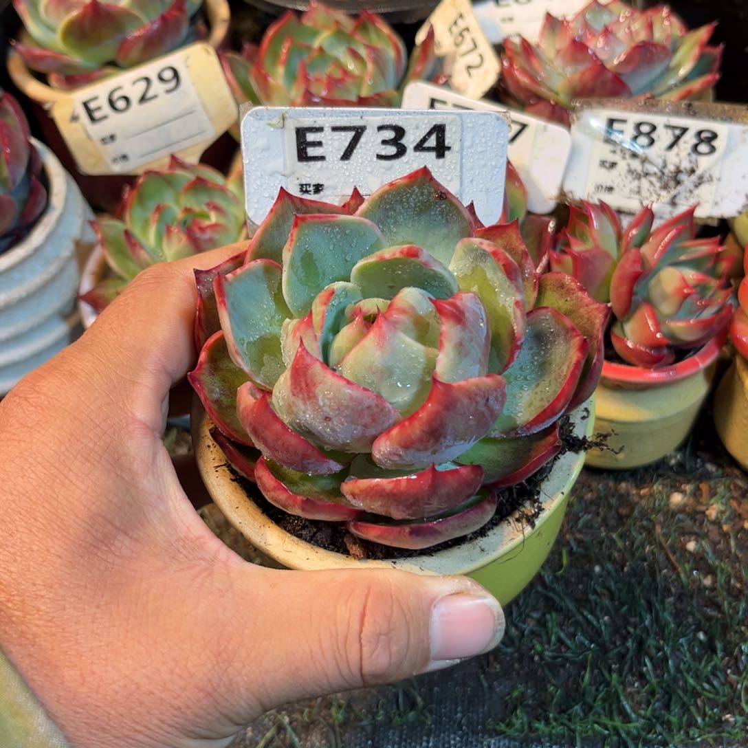 惊鸿一瞥734号多肉