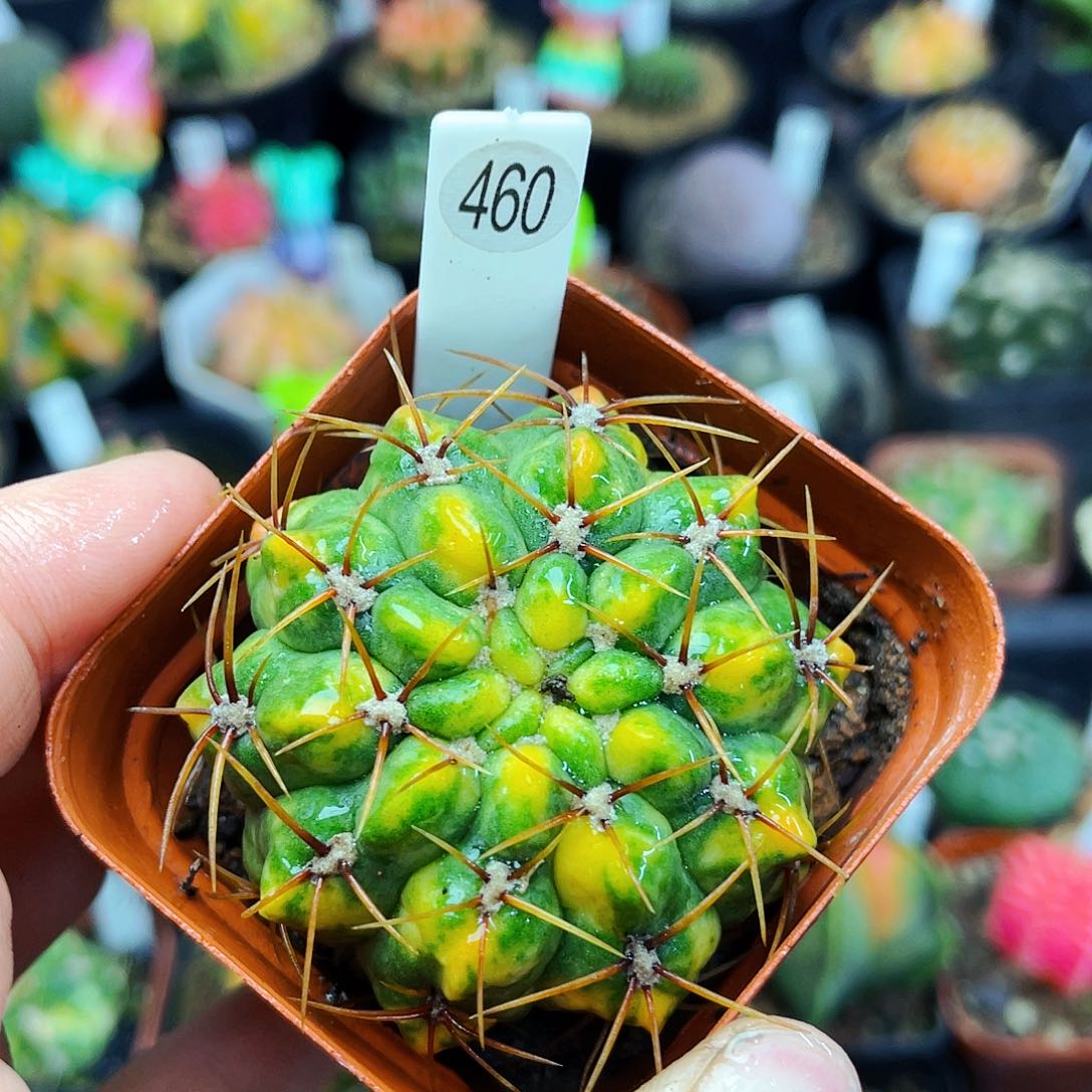 非偏远地区满25包邮仙人球