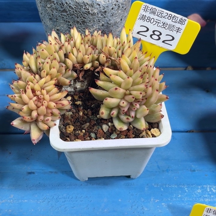 大282、cvcvvbbbnnnnn