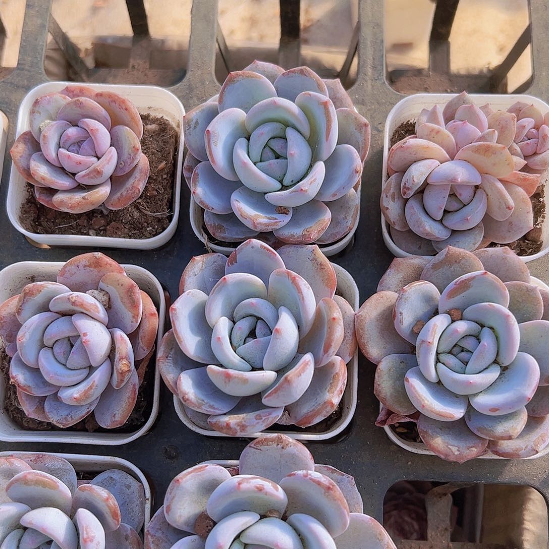 韩版奶茶无售后19包邮