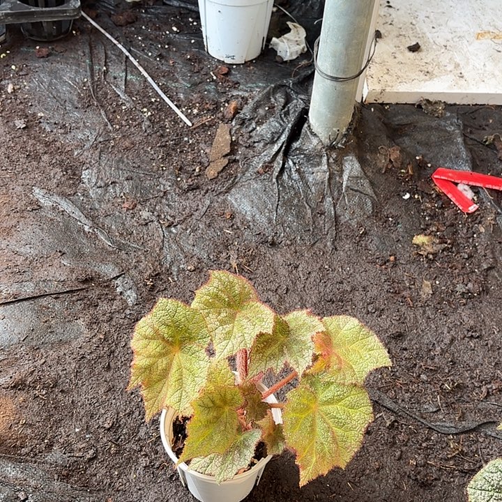 完全开放麋鹿秋海棠