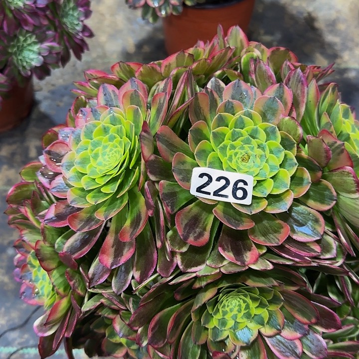 碰*226朝霞多肉法师