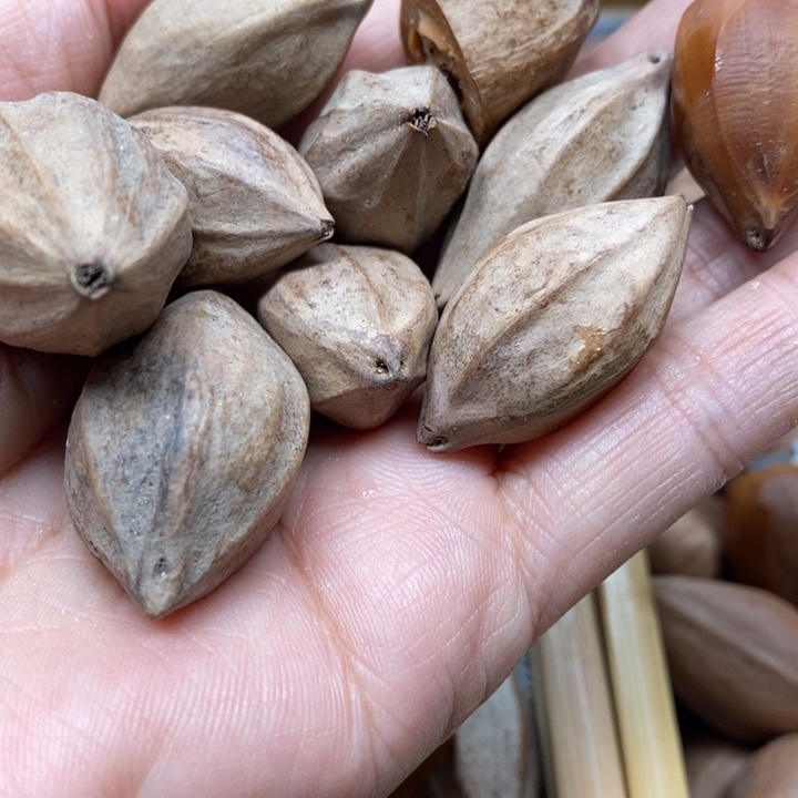 吊坠橄榄核刘**院