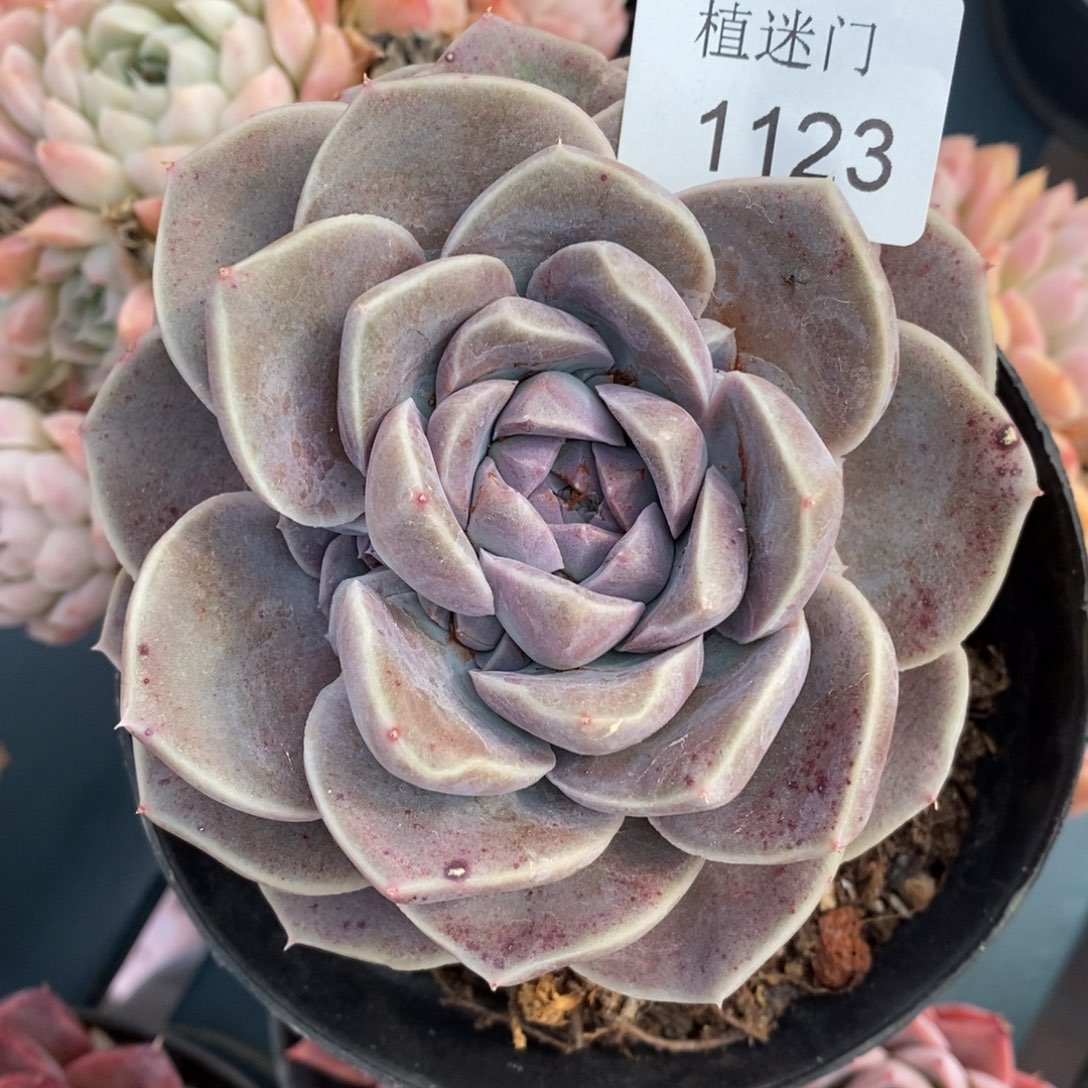 衣*杂交精品多肉1123