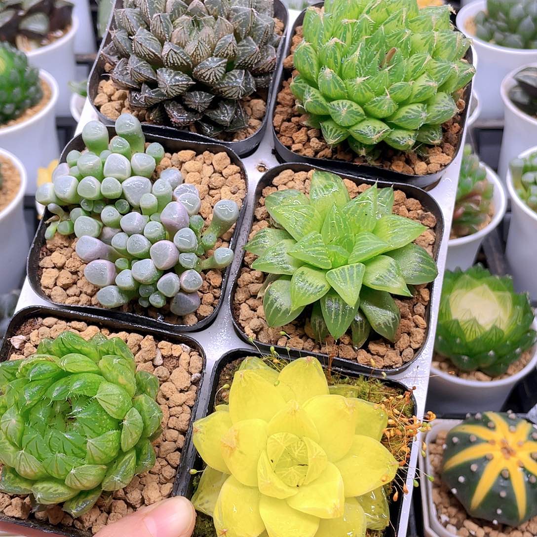 玉露六件套多肉，原盆