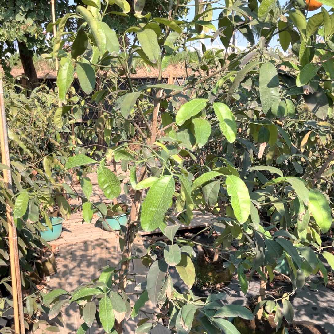 无花朵用****3果树8888