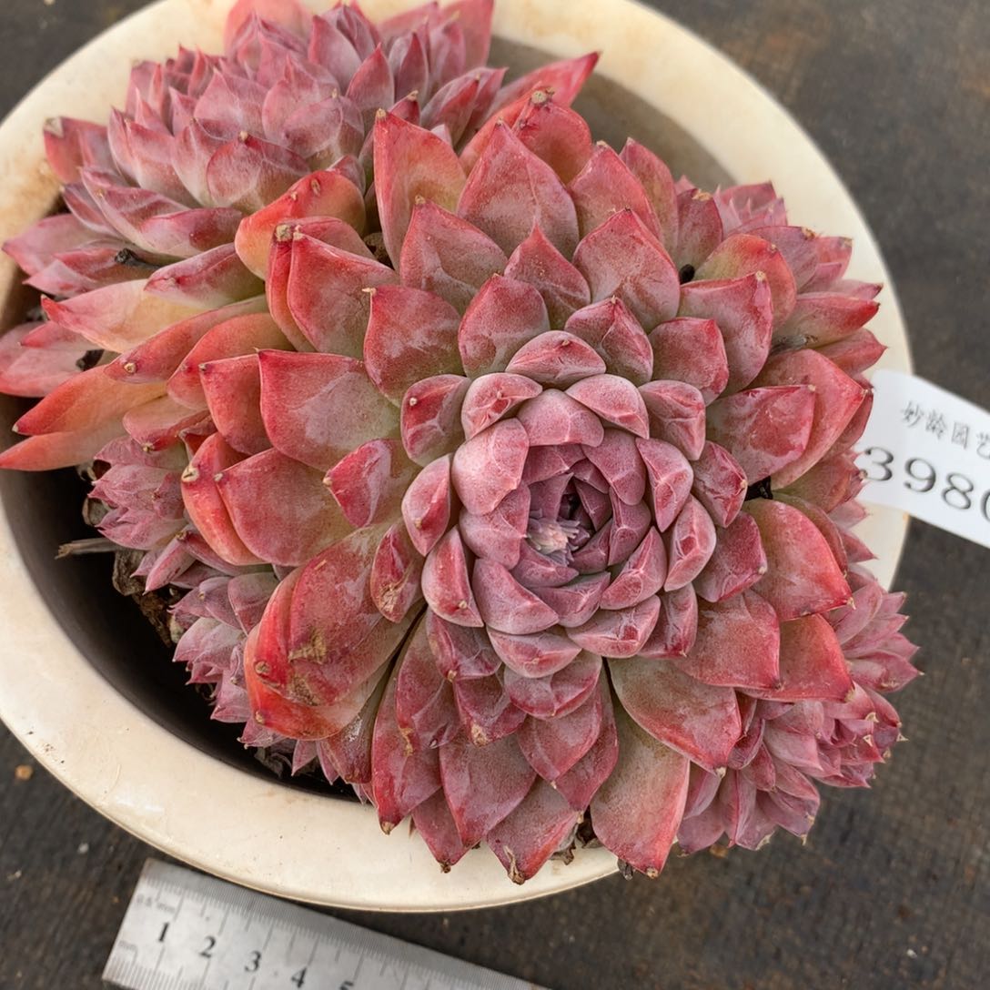 3980杂交精品基地16厘米