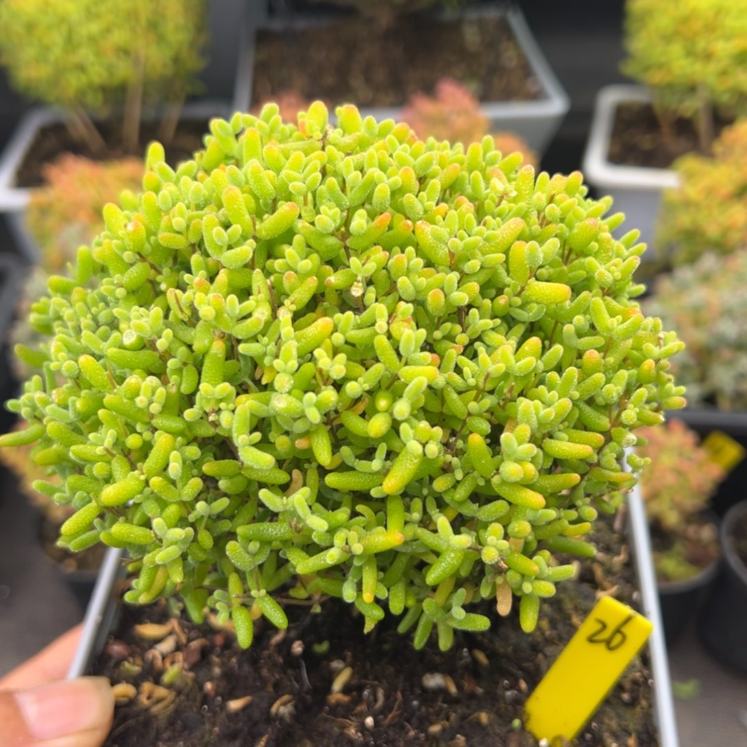 蜜橘糖球26号12cm盆