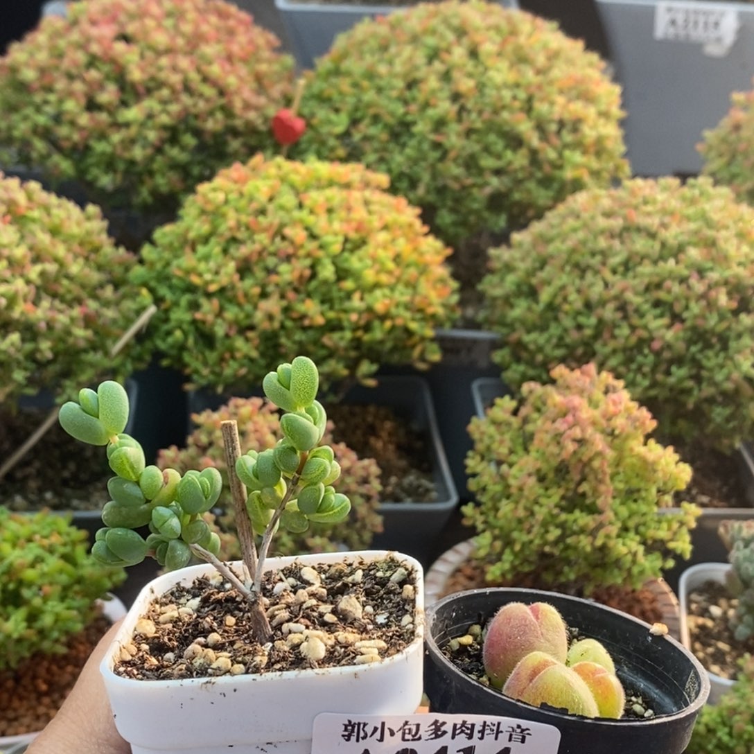 陈***元宝➕长毛翠迪2414