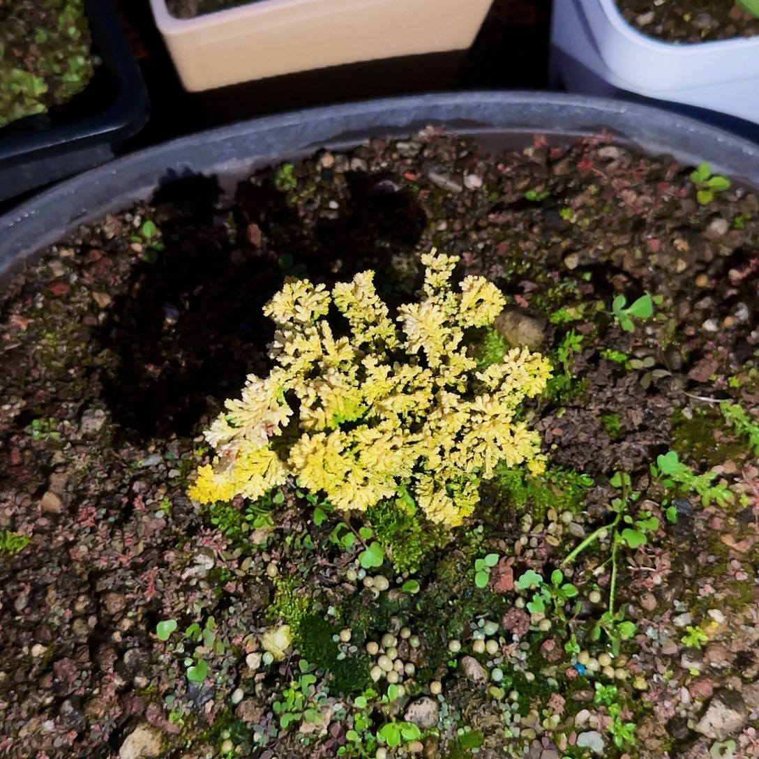 微***好无花朵11111122222