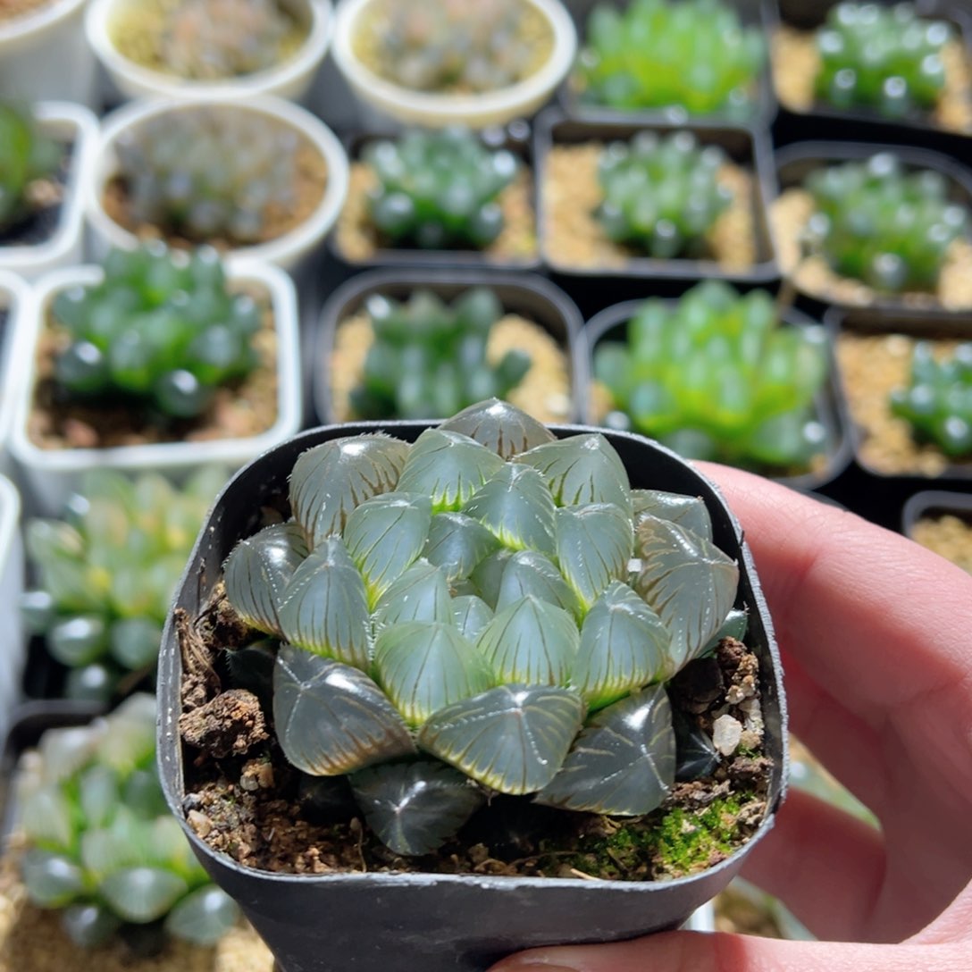 新版蓝镜玉露多肉