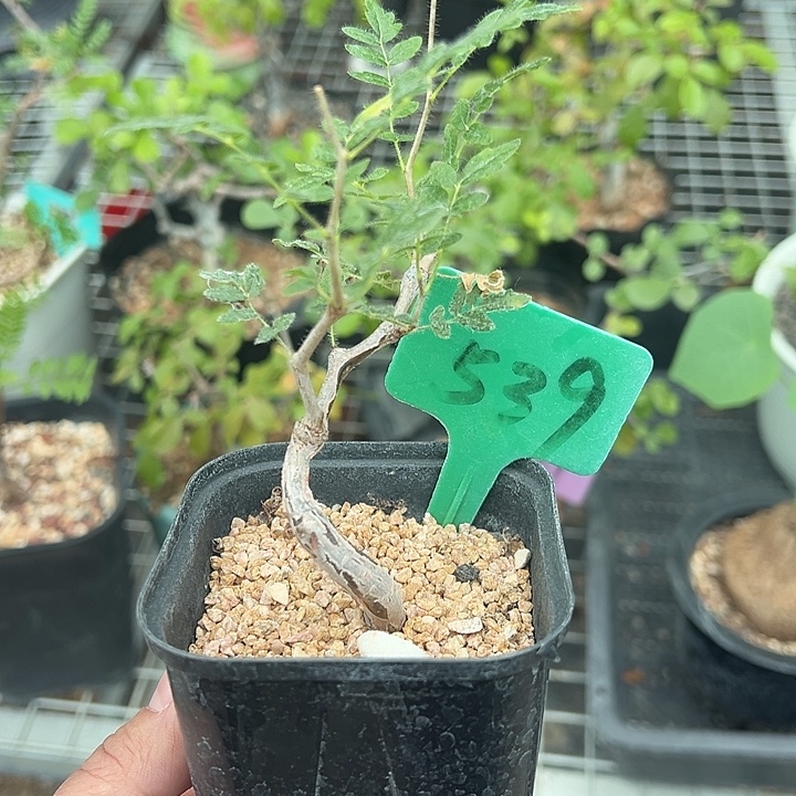 伦***天滔天橄榄多肉植物