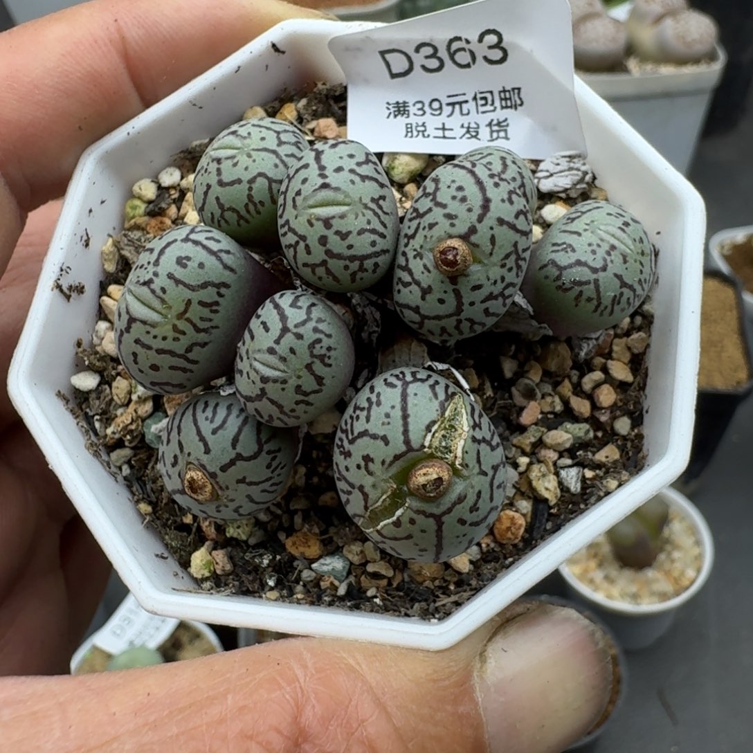 363的热情哈哈哈哈哈哈哈多肉