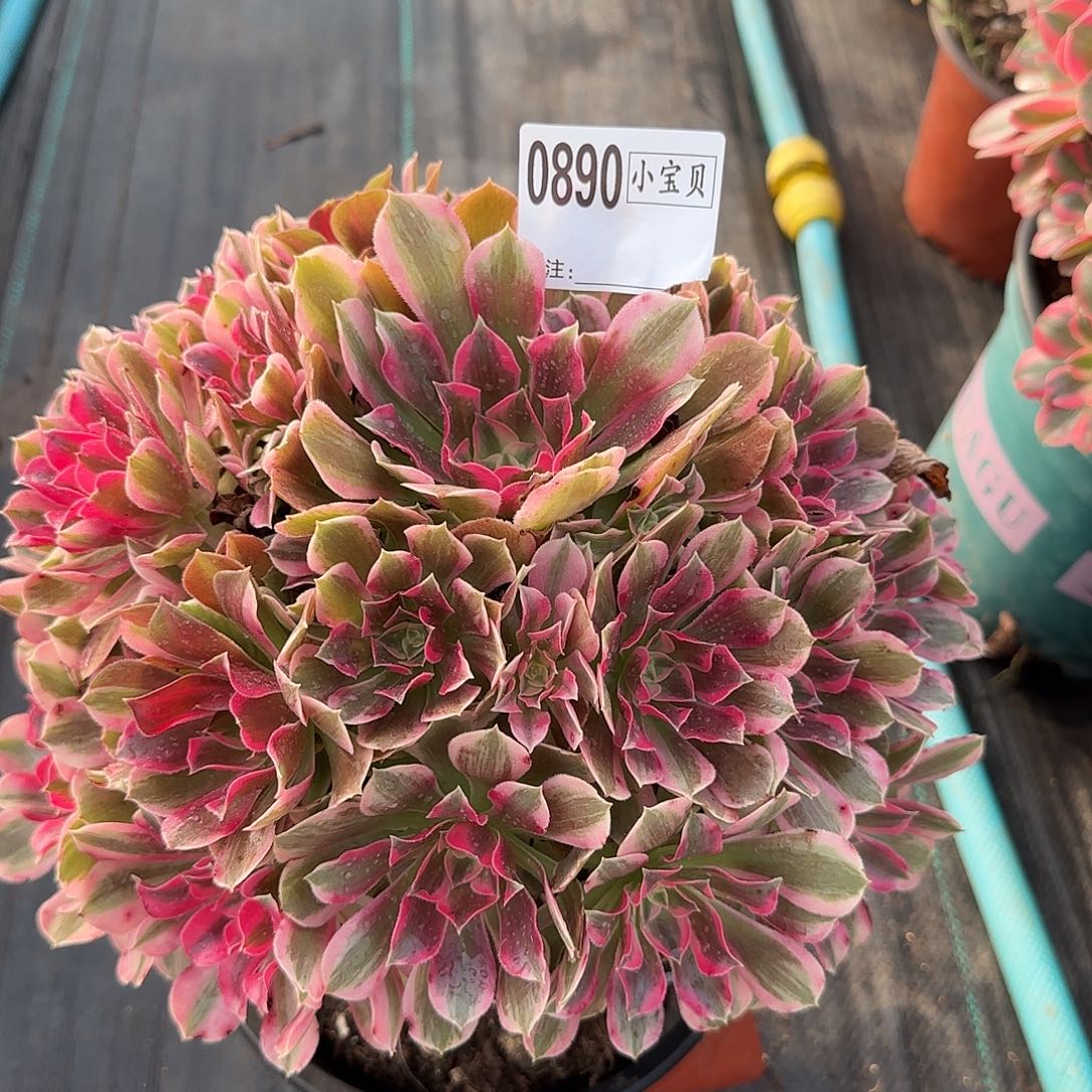 忘***忧0890多肉男神多肉多肉