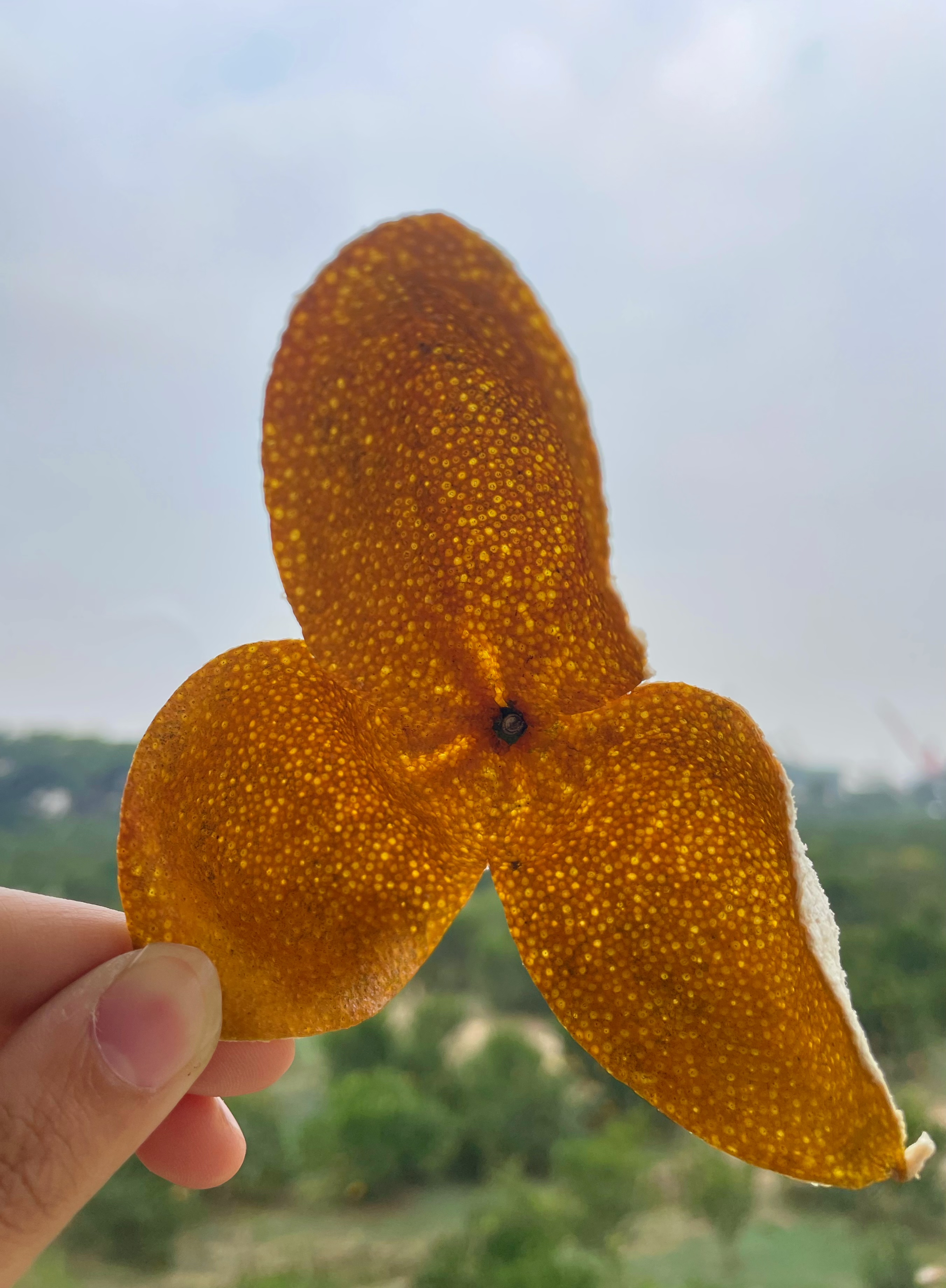 2025年天马圈枝冬青干皮原产地直发顺丰包邮