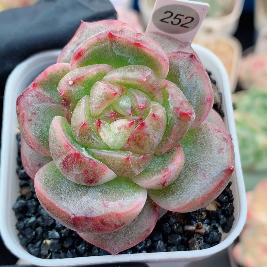 石化珍妮58包邮  群生不包整252