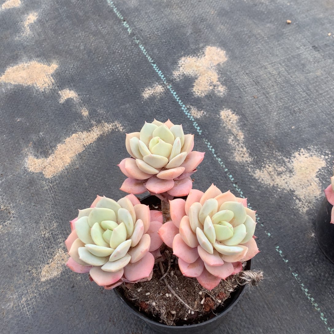 人工增水系统在国内已经应用