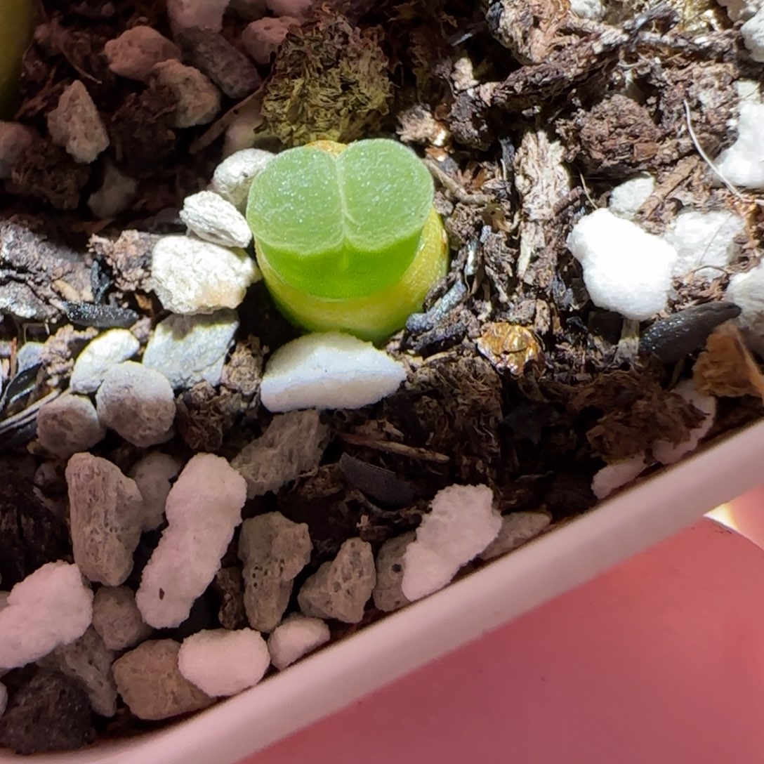 肉锥多肉植物百科-极窗790
