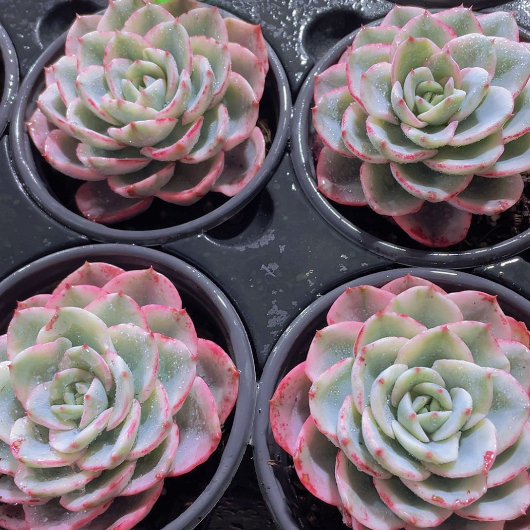 1121号 老桩精品奶油黄桃锦一颗