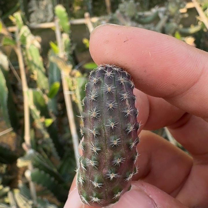 220丽花胡萝卜一个无根侧牙，20包邮