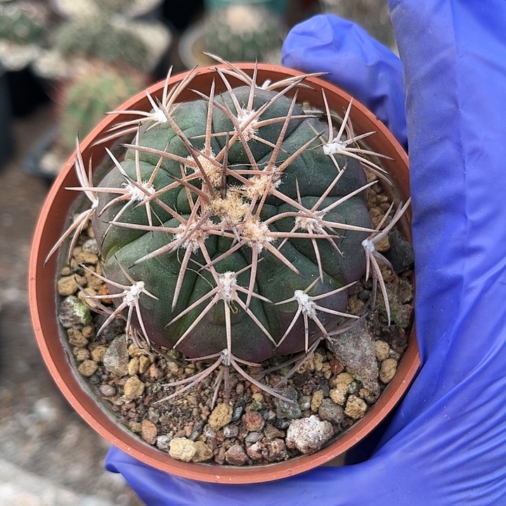 无花朵11111111111111