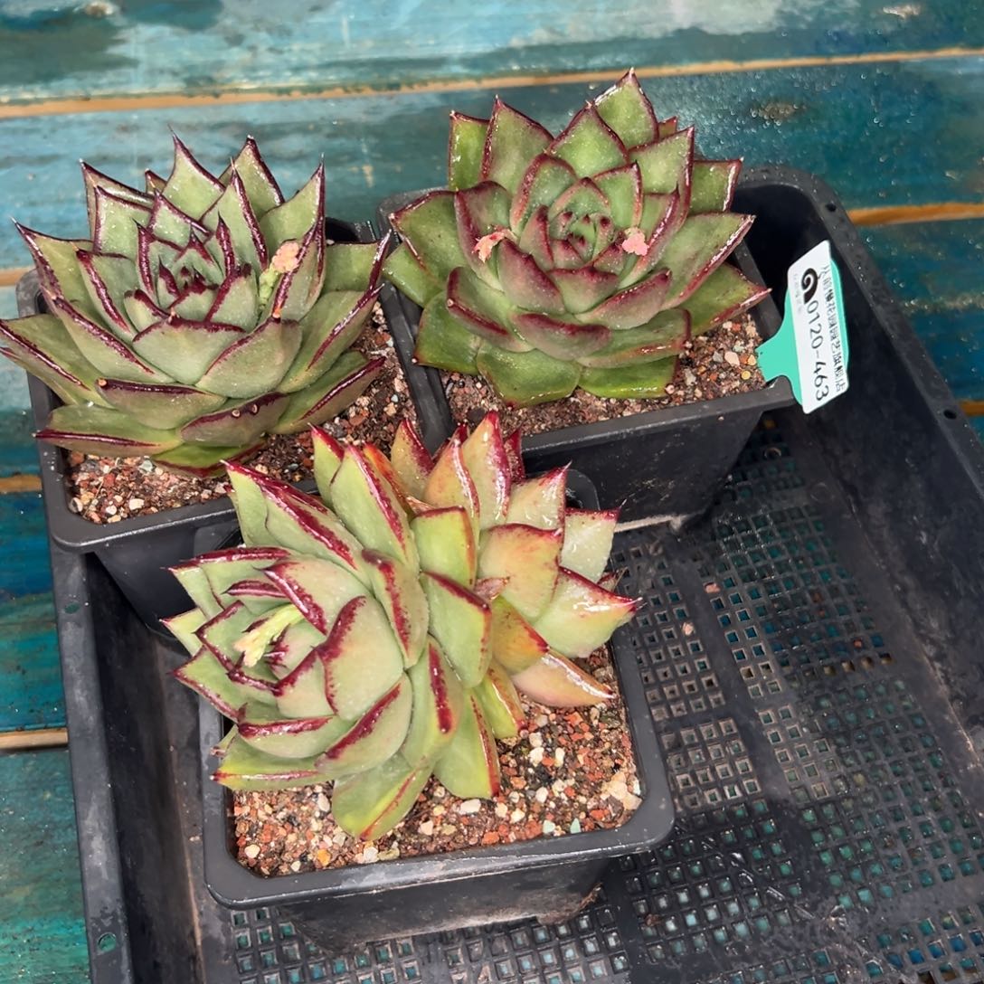 多肉一物一拍0120-463