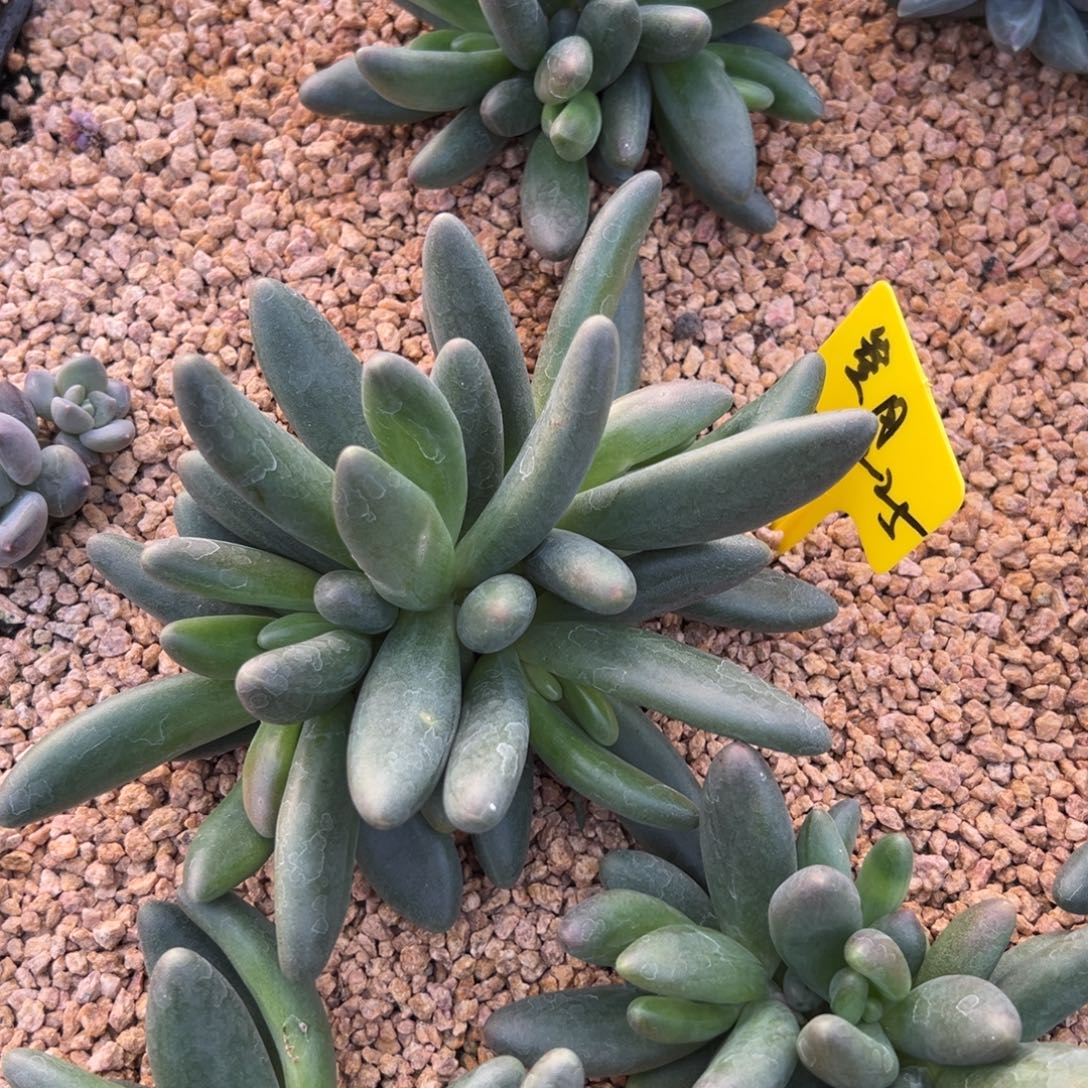 寄养122555555555555