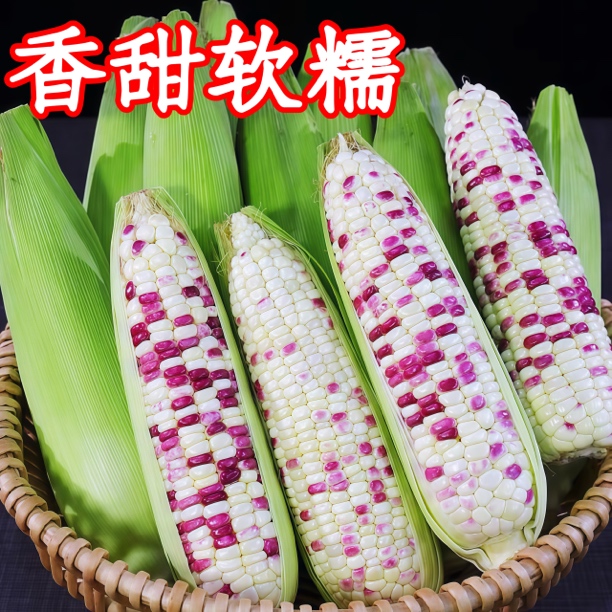 【农佳鲜果专属定向链接】根根精品-新鲜现摘