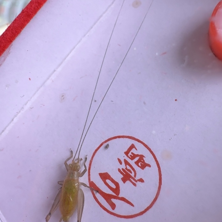 漂亮大个合适大黄龄