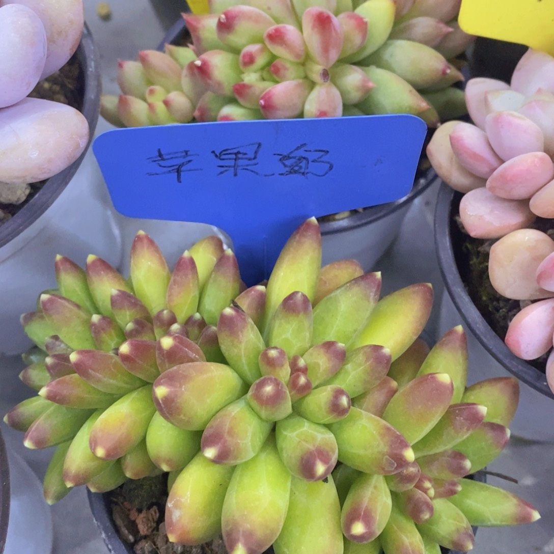 开心多肉，首播福利3