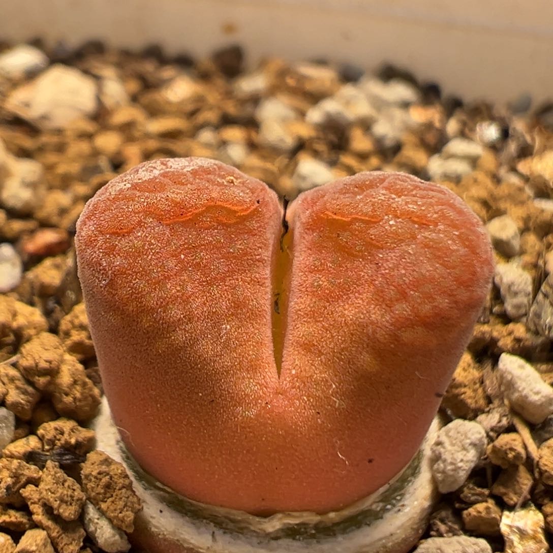 36多肉植物百科知识