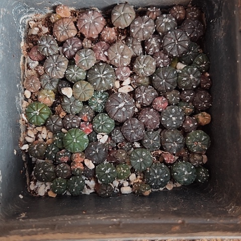 2686缺水仙人球小苗