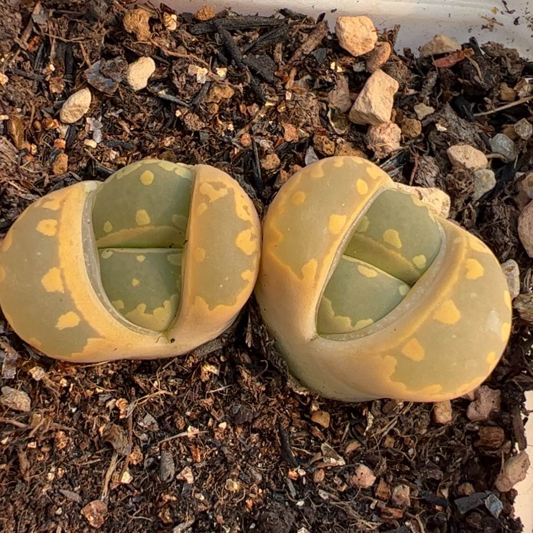 大金牙母本多肉植物百科