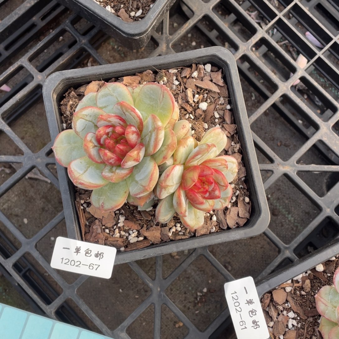 妧***儿1202-67-长相思。。。。。。。