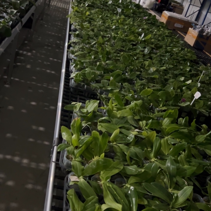 纯***机不开花植物蓝贝2.5叶损