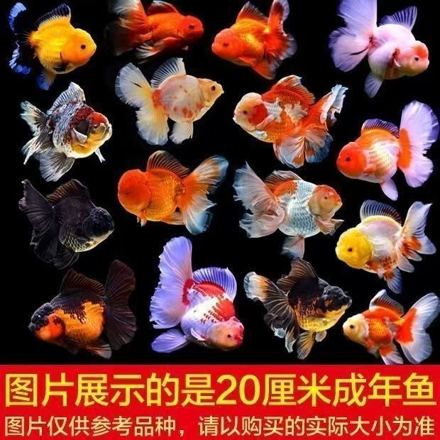 【精品百褶泰狮】【淡水鱼】【冷水鱼】【非常好养活】