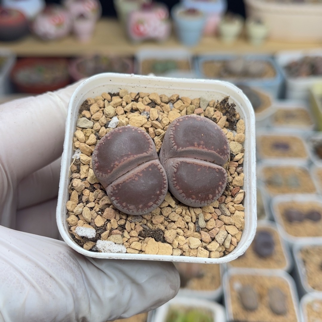 多肉植物一物一拍26
