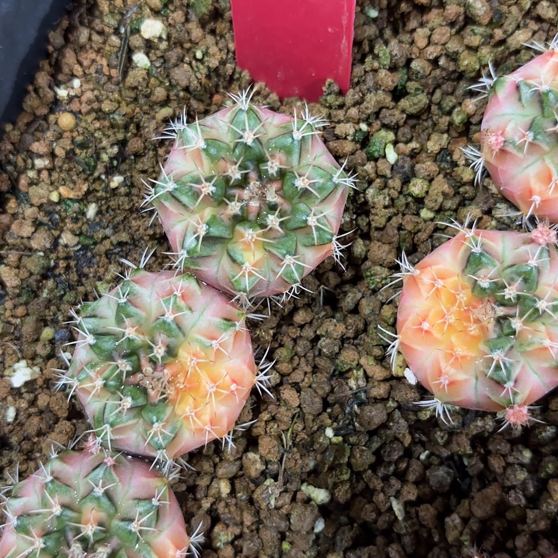 79-0917泰国发货多肉