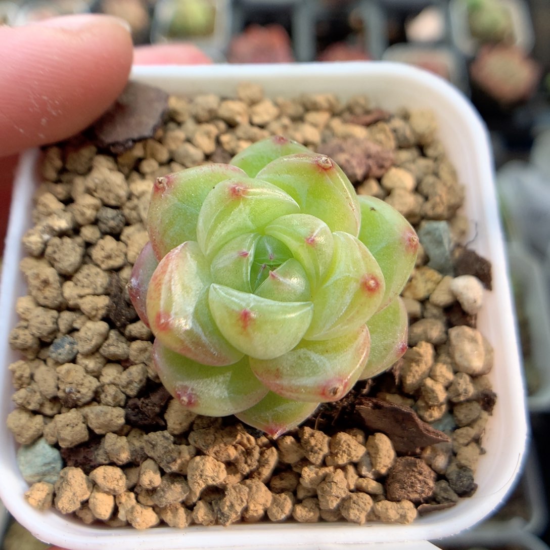 E19灯泡珍妮优选y y y y