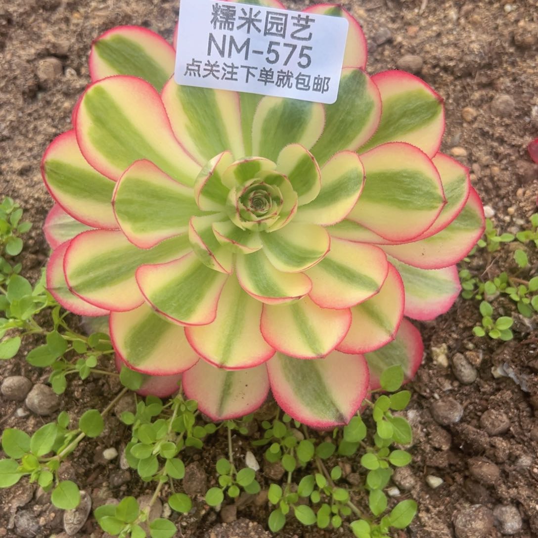 荔枝多肉植物575