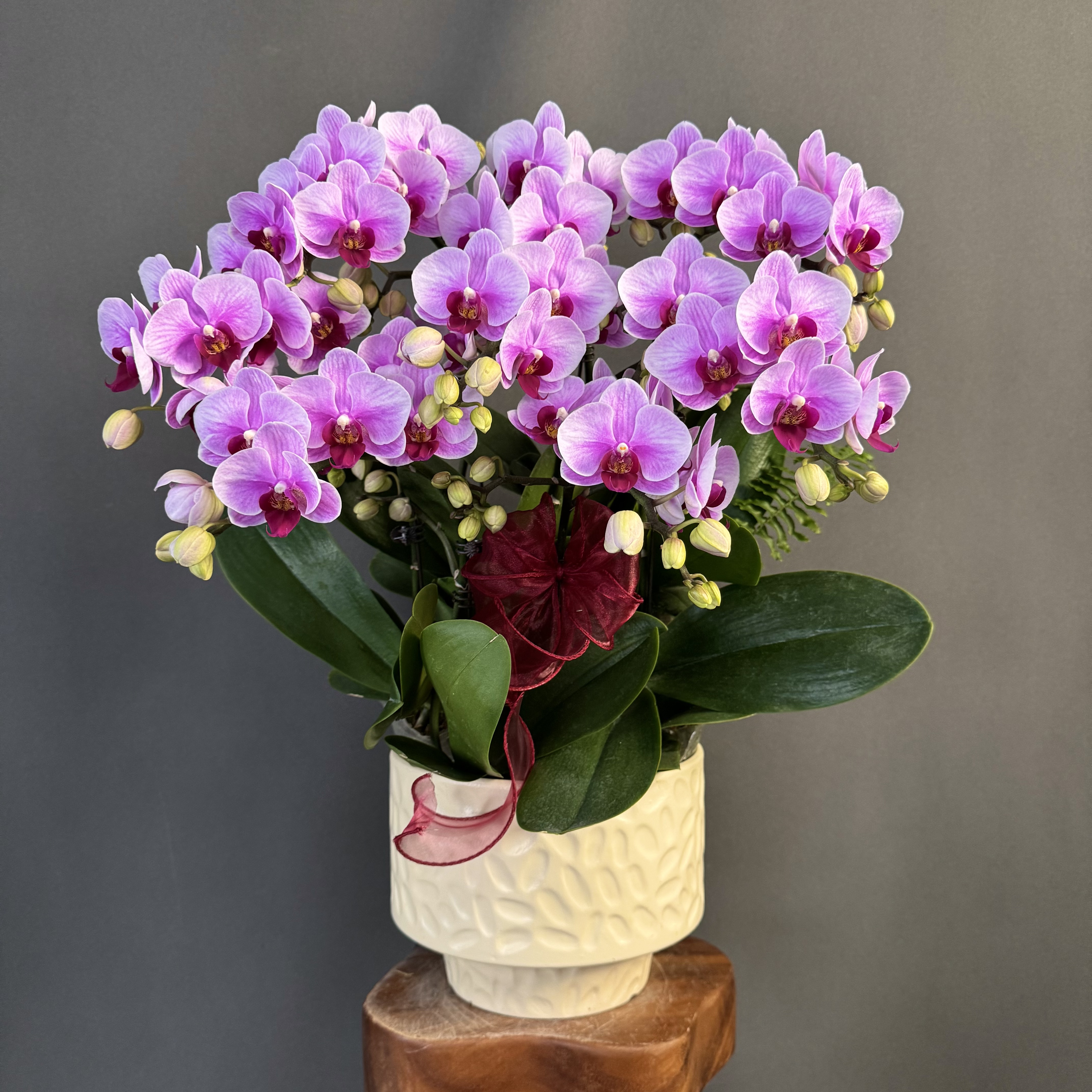 【宝贝】粉色系精致桌面款花花 耐开耐养 蝴蝶兰 室内花卉