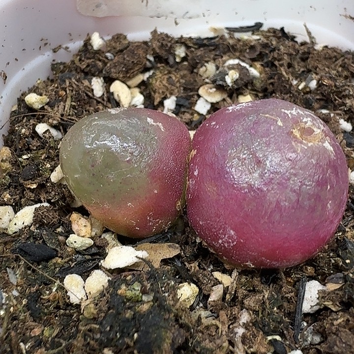 老马生石花双头灯泡2815