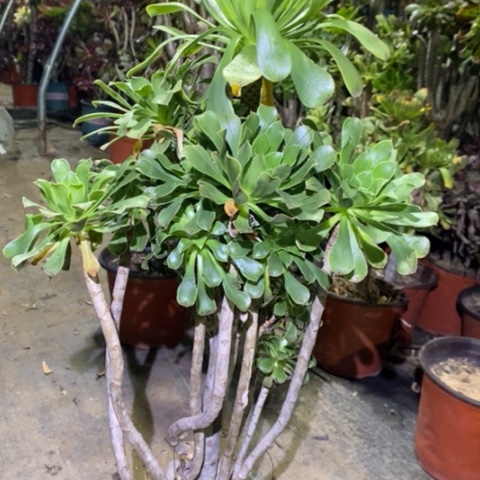 原始绿多肉植物071