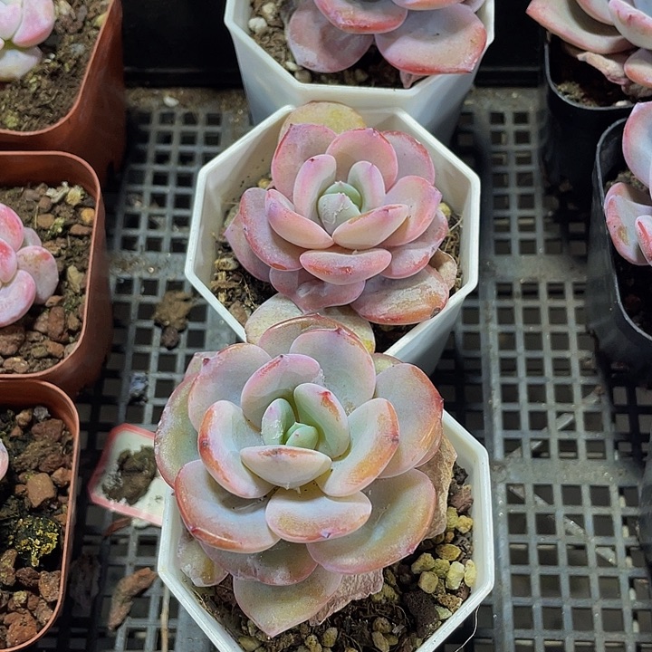 八角盆奶茶带盆土发