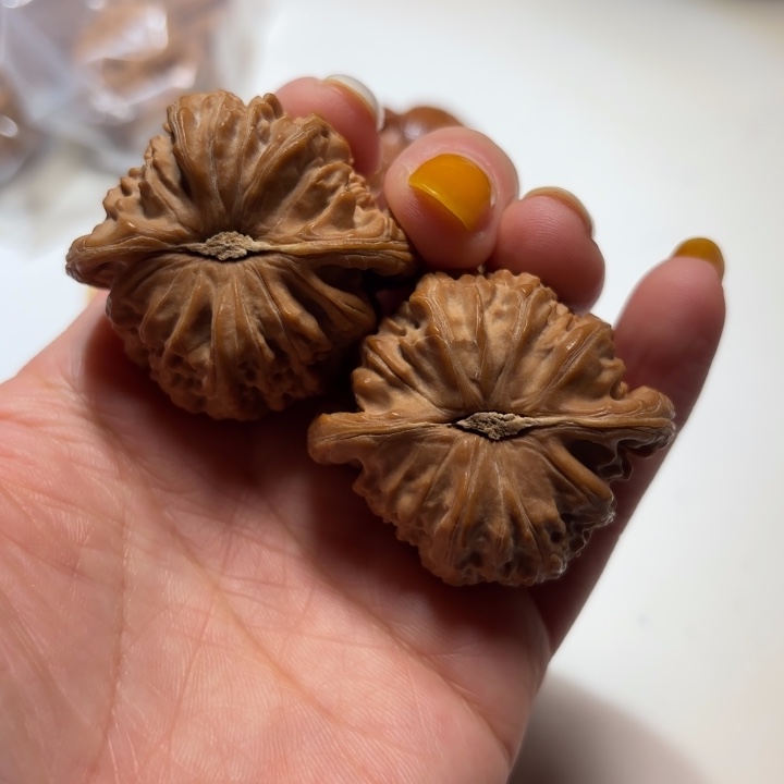 核桃42尺寸白狮子